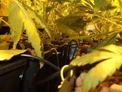 DSCF7078 (FILEminimizer)