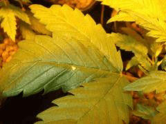 DSCF6913 (FILEminimizer)