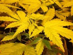 DSCF6947 (FILEminimizer)