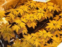 DSCF6957 (FILEminimizer)