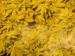 DSCF7061 (FILEminimizer)