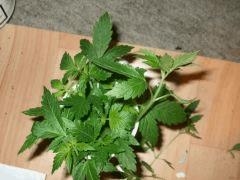 DSCF7087 (FILEminimizer)