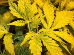 DSCF7072 (FILEminimizer)