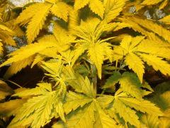 DSCF7034 (FILEminimizer)