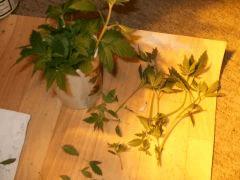 DSCF7089 (FILEminimizer)