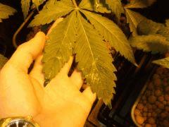 DSCF6981 (FILEminimizer)