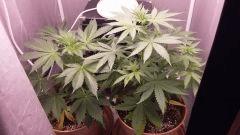 1ére culture indoor Skunk#1