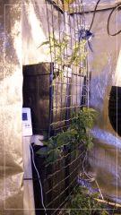 coté vertical scrog A