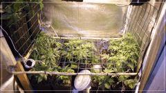 coté U scrog