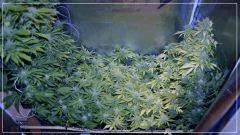 FLO +40 scrog fermeture
