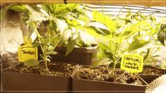 Cro +17 Tangie & Cro +17 Critical Jack Herer