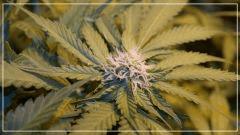 FLO +29 critical  Bud