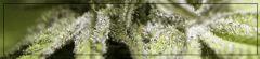 Trichomes 2