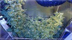 FLO +29 vertical & U scrog Vue dessus