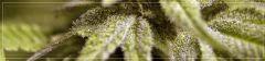 FLO +45 tritri  CRITICAL+