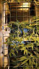 exodus kush stretch +9