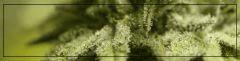 Trichomes 4