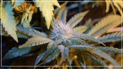 FLO +29 exodus kush Bud