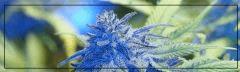Trichomes 3
