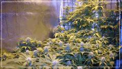 FLO +29 U scrog Vue De droite