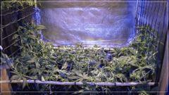 stretch +1  U scrog avant fermeture