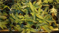 critical jack herer stretch +9