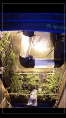 coté vertical & U scrog
