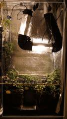 Cro +32 vertical scrog A