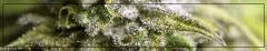 Trichomes 1