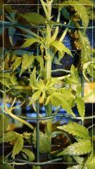 exodus kush A stretch +9