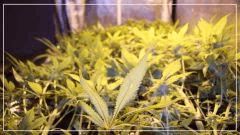 FLO +29 vertical scrog Bas haut