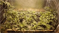 stretch +1 U scrog à l'ouverture