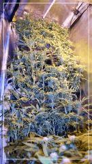 FLO +29 vertical scrog Vue d'en Bas