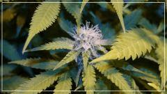 FLO +29 critical jack herer Bud