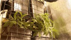 Cro +23 Exodus kush & Cro +30  24K