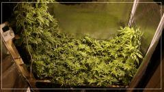 Flo +17 U SCROG Vue dessus