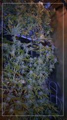 FLO +40 scrog fermeture B