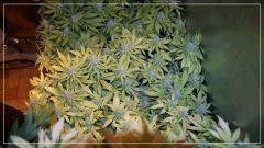 FLO +40 scrog droite dessus