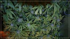 FLO +40 scrog gauche dessus