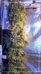 FLO +29 vertical scrog Vue coté