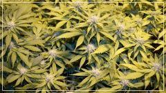 FLO +29 critical jack herer Vue face