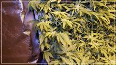 FLO +29 tangie Vue face