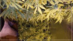 FLO +29 vertical scrog haut Bas