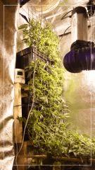 Flo +17 VERTI SCROG