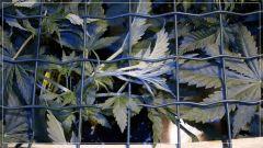 stretch +1 Critical Jack Herer
