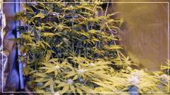 FLO +29 U scrog Vue De gauche
