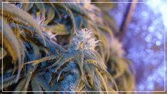 FLO +29  chocolope Bud