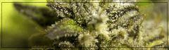 Trichomes 5