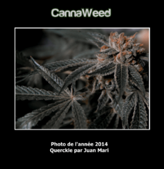 Photo de l'Année 2014