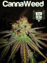 06 - Juin 2012